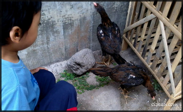 ayam-bangkok-remaja